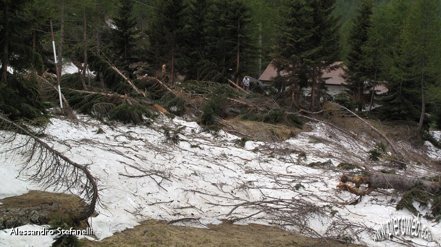 11 Pineta abbattuta dietro la baita.jpg